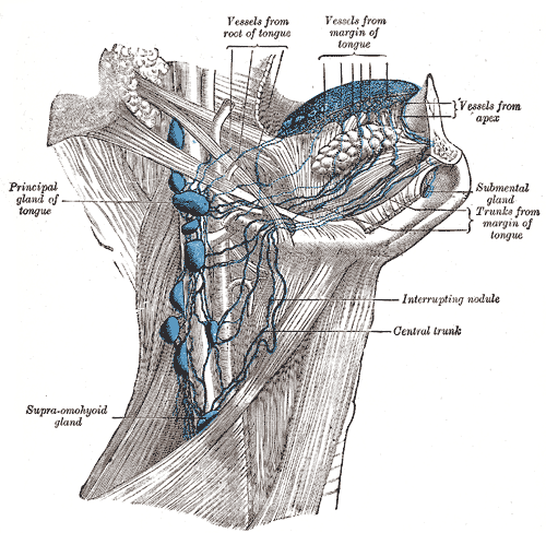 <p>Deep Cervical Lymph nodes, Principal gland of tongue, Supraomohyoid gland, Central trunk, Interrupting nodule, Trunks from