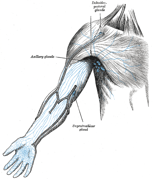 <p>Lymph Nodes of the Arm