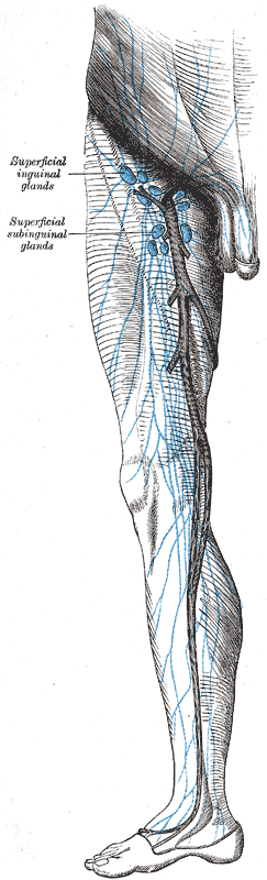 <p>Lymphatics of the Lower Limb. Illustrated&nbsp;image includes the&nbsp;superficial inguinal and subinguinal glands.</p>