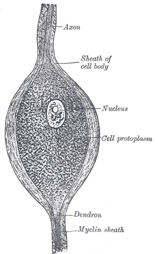 <p>Neurology, Axis Cylinder nerve, Axon, Sheath of the cell body, Nucleus, Cell protoplasm, Dendron, Myelin sheath</p>