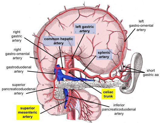 <p>Celiac Trunk Branches