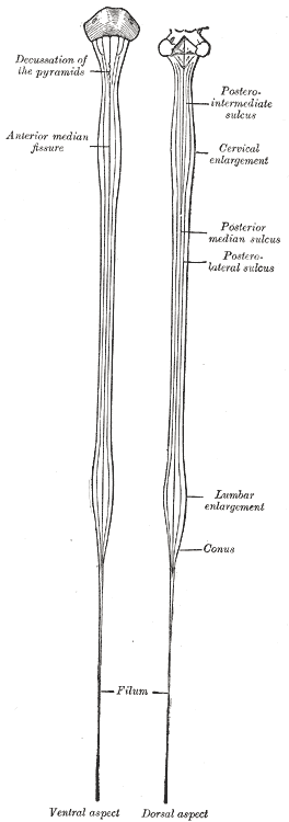 <p>Spinal Cord, Neurology, Medulla Spinalis; Ventral and Dorsal aspect, Decussation of the pyramids, Posterior intermediate s