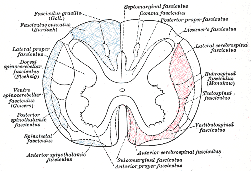 Nerve Fasciculi, Neurology, Principal Fasciculi of the Spinal Cord