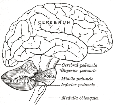 Brain, Encephalon, Connections of the several parts of the brain, Cerebrum, Cerebellum, Pons, Cerebral; Superior; Middle; Inf