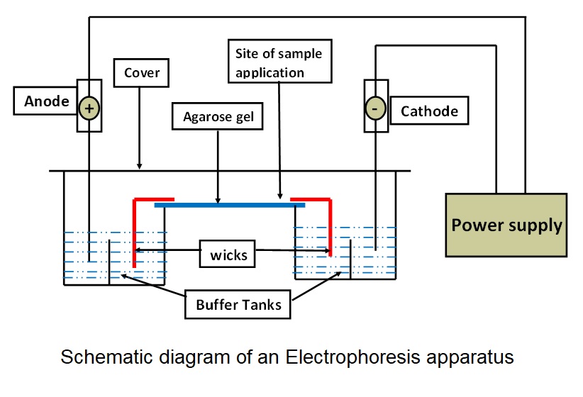 <p>Schematic Diagram of an Electrophoresis Apparatus</p>