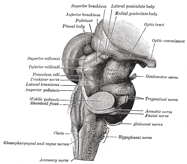 The Hind-brain or Rhombencephalon, Hind and mid-brain; Postero-lateral view, Peduncle of Cerebrum, Pons, Pineal body