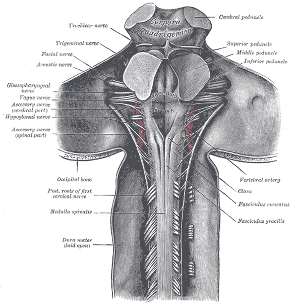 <p>The Hind-brain or Rhombencephalon, Upper part of medulla spinalis and hind- and mid-brains; posterior aspect</p>