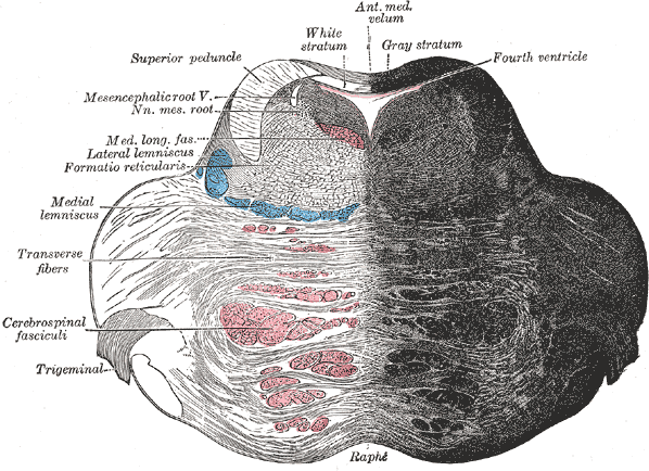 The Hind-Brain or Rhombencephalon, Coronal section of the pons, at its upper part