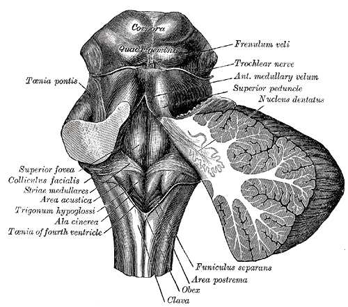 <p>The Hindbrain or Rhombencephalon