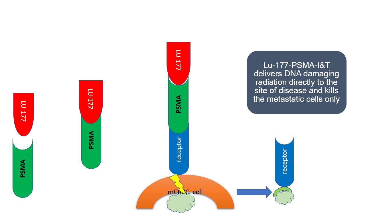 Treatment mechanism of 177-Lu-PSMA