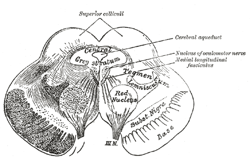 The Mid-brain or Mesencephalon, Transverse section of mid-brain at level of superior colliculi, Optic Nerve, Cerebral Aqueduc