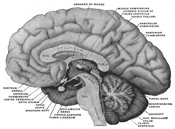 The Fore-brain or Prosencephalon, Mesal aspect of a brain sectioned in the median sagittal plane, Foramen of Monro, Middle co