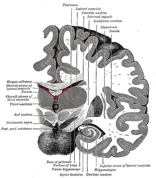 <p>The Fore-brain or Prosencephalon, Coronal section of brain immediately in front of pons, Thalamus, Lateral ventricle, Caud