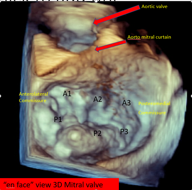 <p>Mitral Valve, En Face View