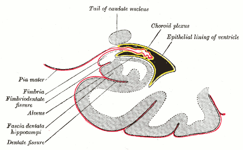Coronal section of inferior horn of lateral ventricle, Tail of caudate nucleus, Choroid plexus, Epithelial lining of ventricl