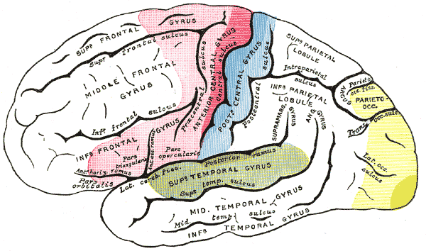 Areas of localization on lateral surface of hemisphere