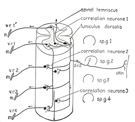 Central Connections of the Spinal, Diagram of the spinal cord reflex apparatus, Spinal lemniscus, Correlation neurone, Funicu