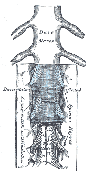 <p>Spinal Cord and Meninges