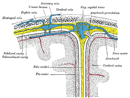 Diagrammatic Cross Section the top of the skull, showing the membranes of the brain, Meningeal vein, Diploic vein, Venous lac
