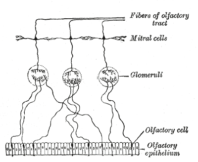 Olfactory epithelium, Olfactory Cell, Glomeruli, Mitral Cells, Fibers of Olfactory tract