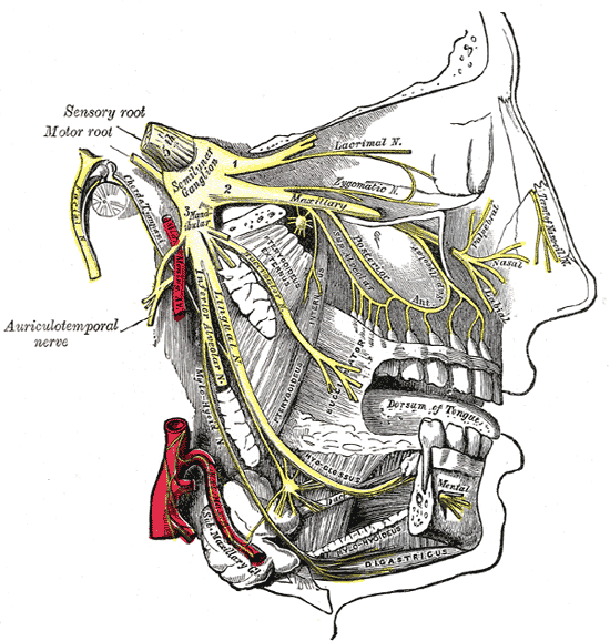 <p>Trigeminal Nerve Divisions