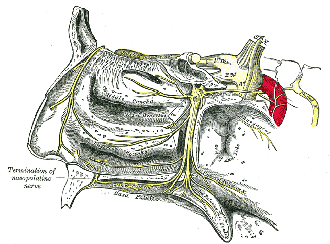 The Trigeminal Nerve, The sphenopalatine ganglion and its branches