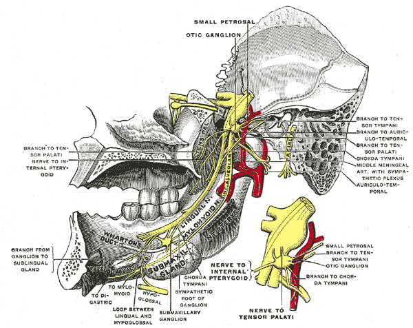 The Trigeminal Nerve, Mandibular division of trifacial nerve; seen from the middle line, The small figure is an enlarged view