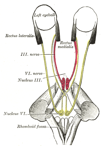 <p>The Abducens Nerve