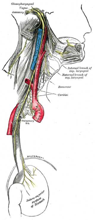 The Glossopharyngeal Nerve, Course and distribution of the glossopharyngeal; vagus; and accessory nerves