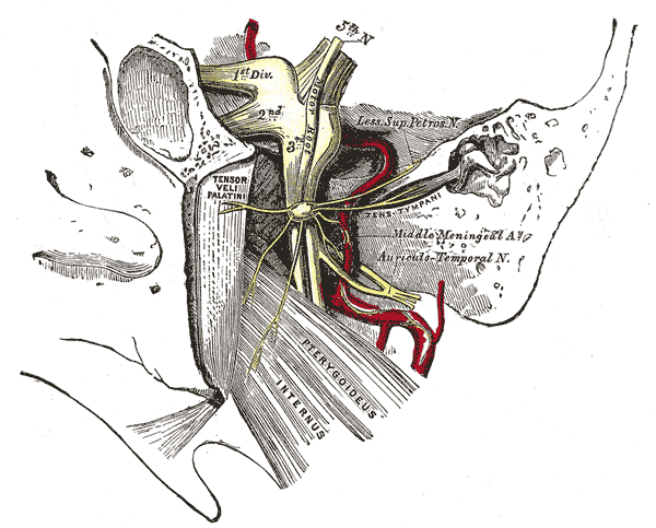 <p>The Semilunar (trigeminal) Ganglion</p>