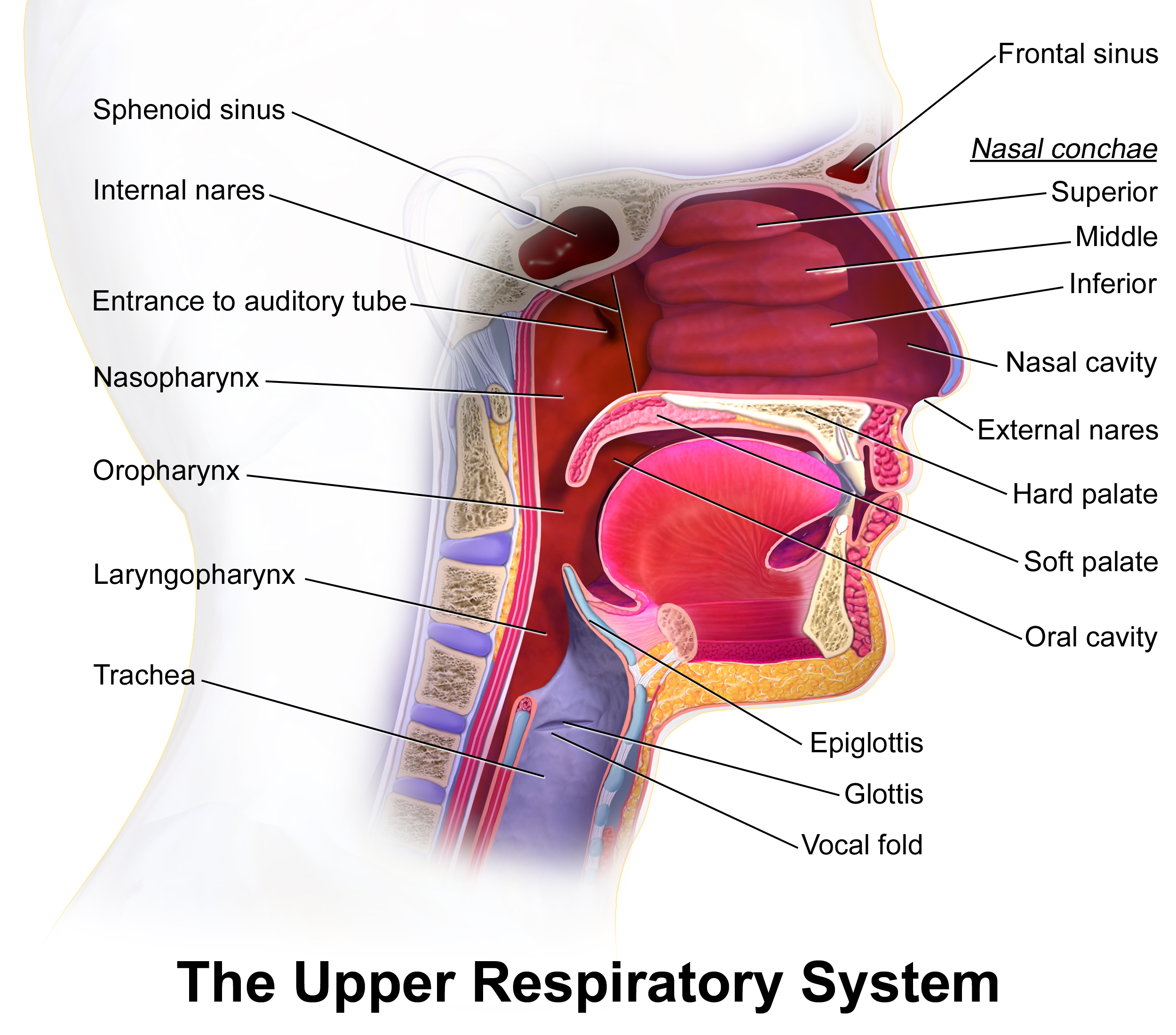 <p>The Upper Respiratory System</p>