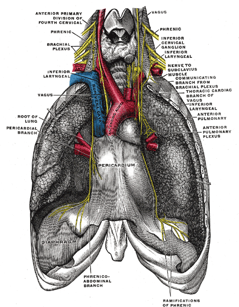 The Anterior Divisions, The phrenic nerve and its relations with the vagus nerve, Pericardium, Superior vena cava, Ascending 