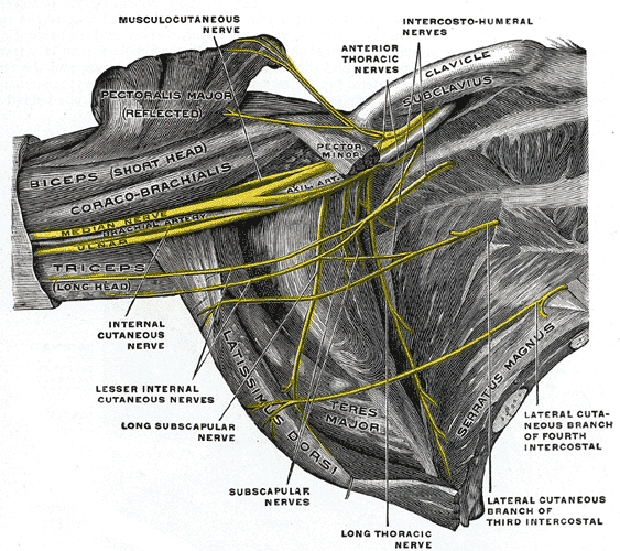 The Anterior Divisions, The right brachial plexus (infraclavicular portion) in the axillary fossa; viewed from below and in f