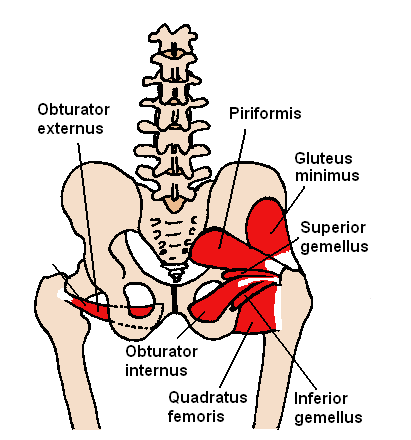 Short external rotators of the hip