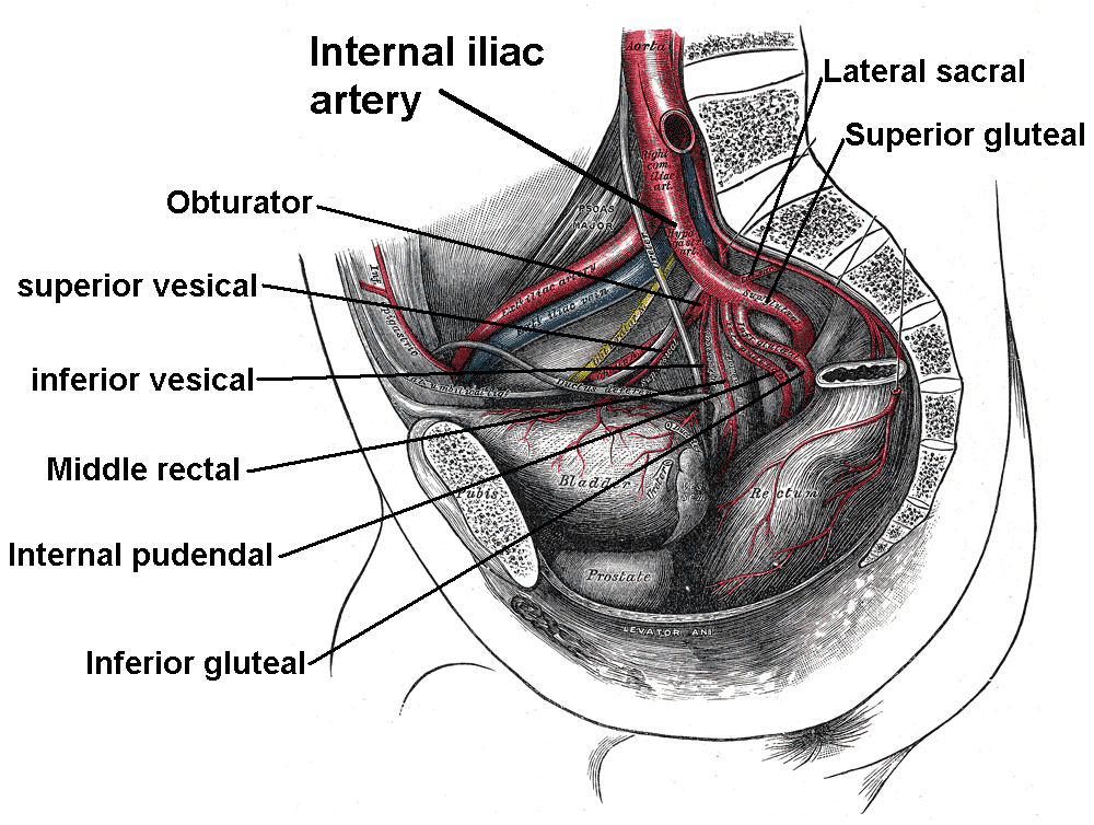 Internal iliac branches