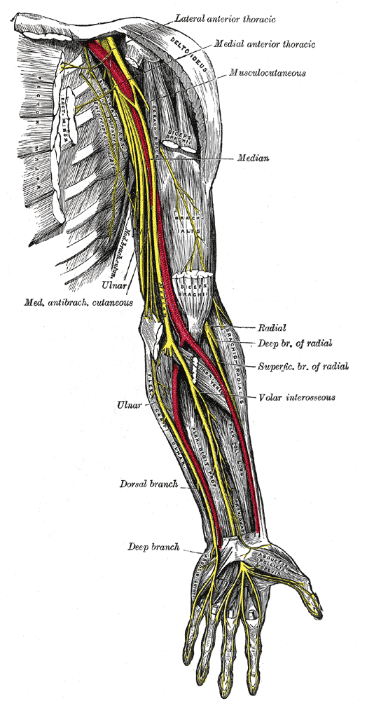 The Anterior Division, Nerves of the left upper extremity, Lateral Anterior Thoracic, Medial Anterior Thoracic, Musculocutane