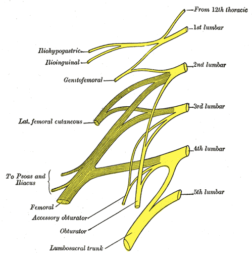 <p>Lumbar Nerves</p>