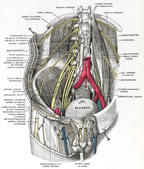 The Lumbosacral Nerves, Deep and superficial dissection of the lumbar plexus, Bladder, Rectum, Aorta, Femoral Nerve, Lumbar S