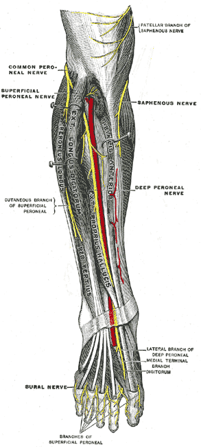 <p>The Sacral and Coccygeal Nerves