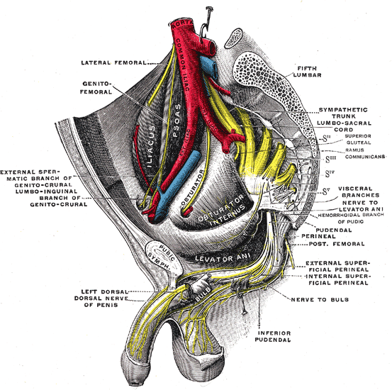 The Sacral and Coccygeal Nerves, Sacral plexus of the right side, Pelvic Area, Coccyx, Dorsal Nerve of Penis, Nerve to Bulb, 