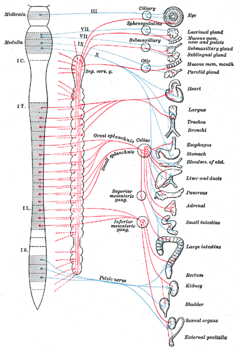 <p>Autonomic Nervous System