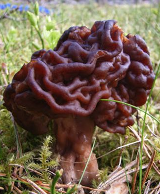 <p><em>Gyromitra esculenta</em>