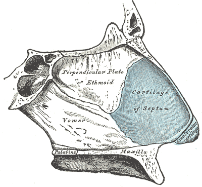 <p>The Organ of Smell, Bones and Cartilage of the Septum of the Nose