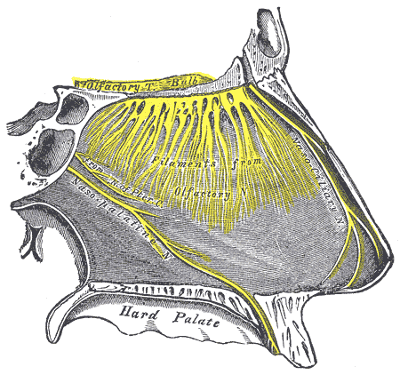 <p>The Organ of Smell, Nerves of Septum of the Nose. Right side, filaments from the olfactory nerve and bulb.</p>