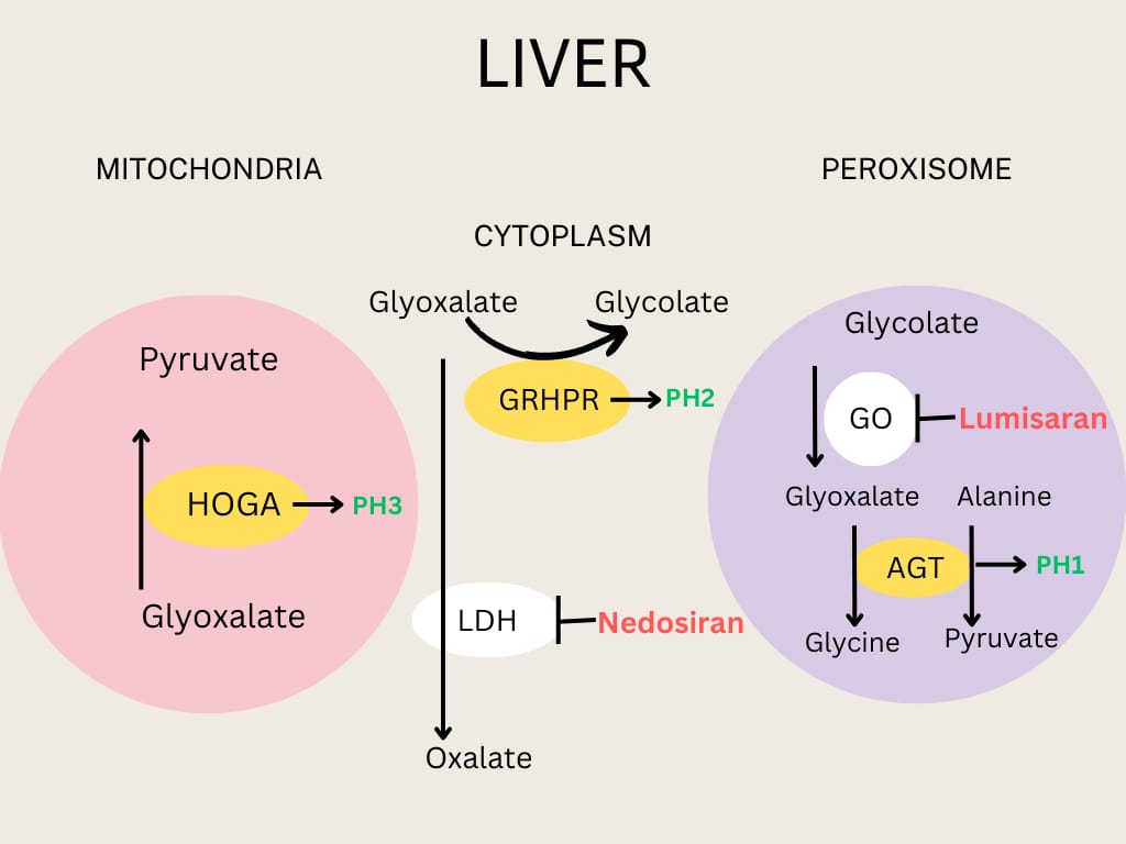 Causes of Primary Hyperoxaluria