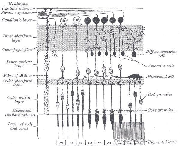 <p>The Tunics of the Eye, Plan of retinal neurons</p>