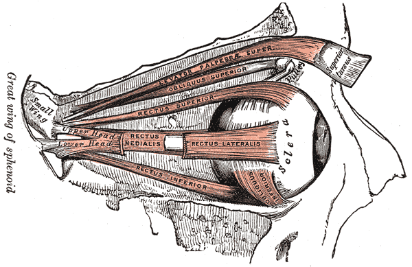 <p>Orbital Muscles