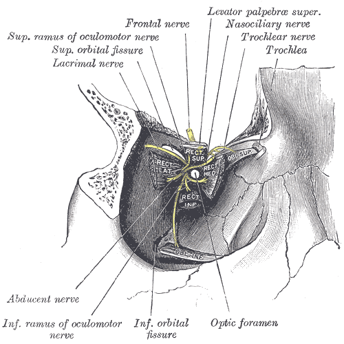 <p>The Accessory Organs of the Eye, Dissection showing origins of right ocular muscles, and nerves entering by the superior o