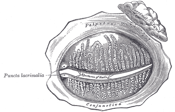 <p>The Accessory Organs of the Eye, The tarsal glands; seen from the inner surface of the eyelids, Puncta lacrimalia, Palpebr