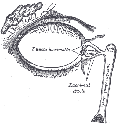 The Accessory Organs of the Eye,  The lacrimal apparatus; Right side,  Puncta Lacrimalia, Lacrimal ducts, Nasolacrimal ducts 